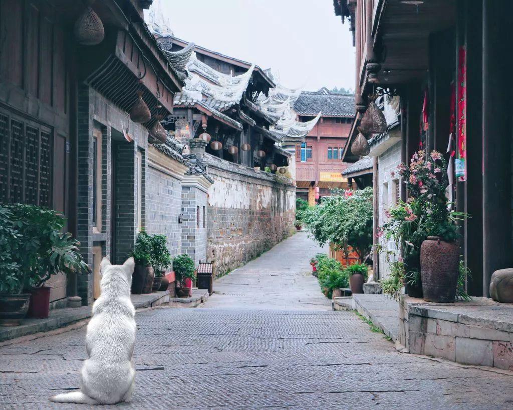 组装机械章鱼龙